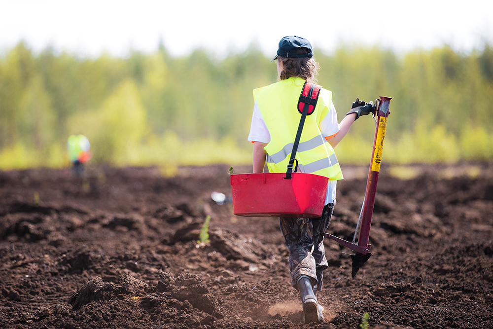 Akava-metsää istutetaan 2020 kesäkuussa.