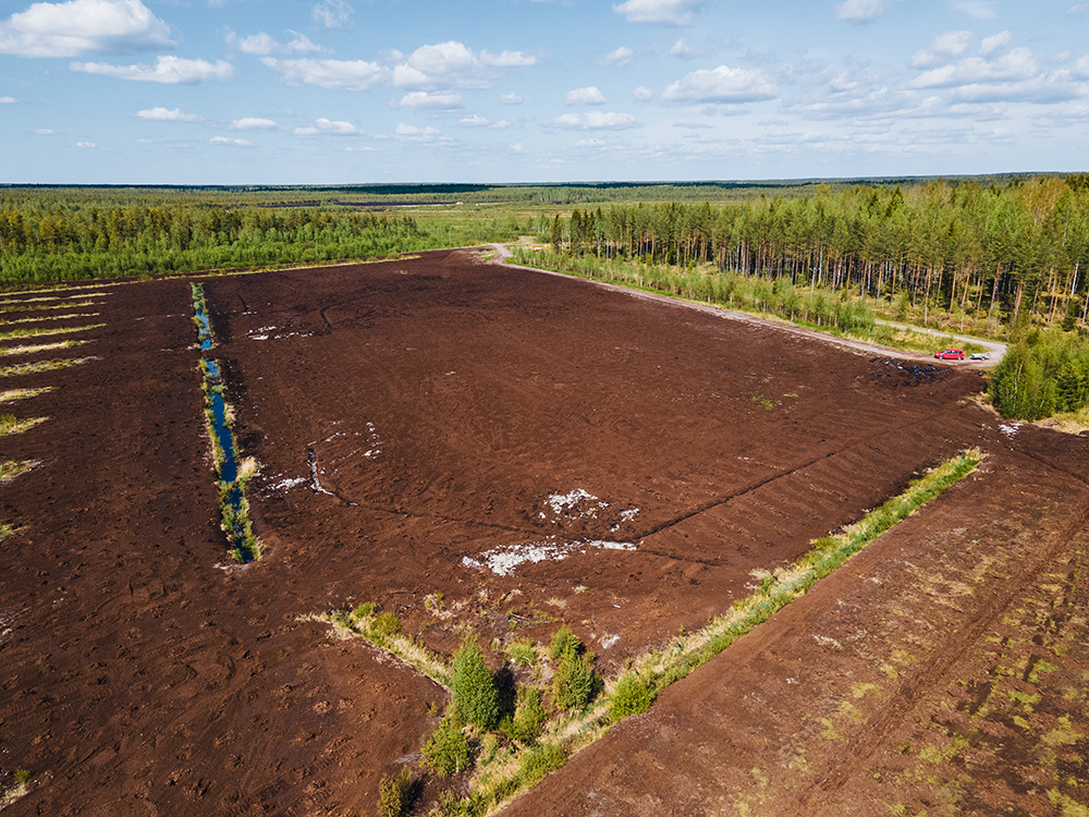 Akava-metsää istutettiin kesäkuun 2020 alussa Kärsämäelle Pohjois-Pohjanmaalle Silosaaren vanhalle turvetuotantoalueelle.