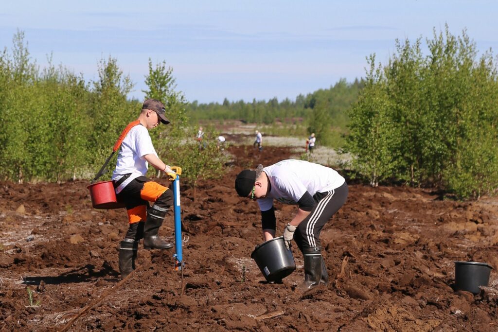 Kesällä 2021 Akava ja 14 jäsenjärjestöä työllisti 11 nuorta istuttamaan lähes 8 000 puun taimea. Metsää istutettiin muun muassa Akava-metsään Kärsämäelle sekä Virroille, josta nämä kuvat ovat.