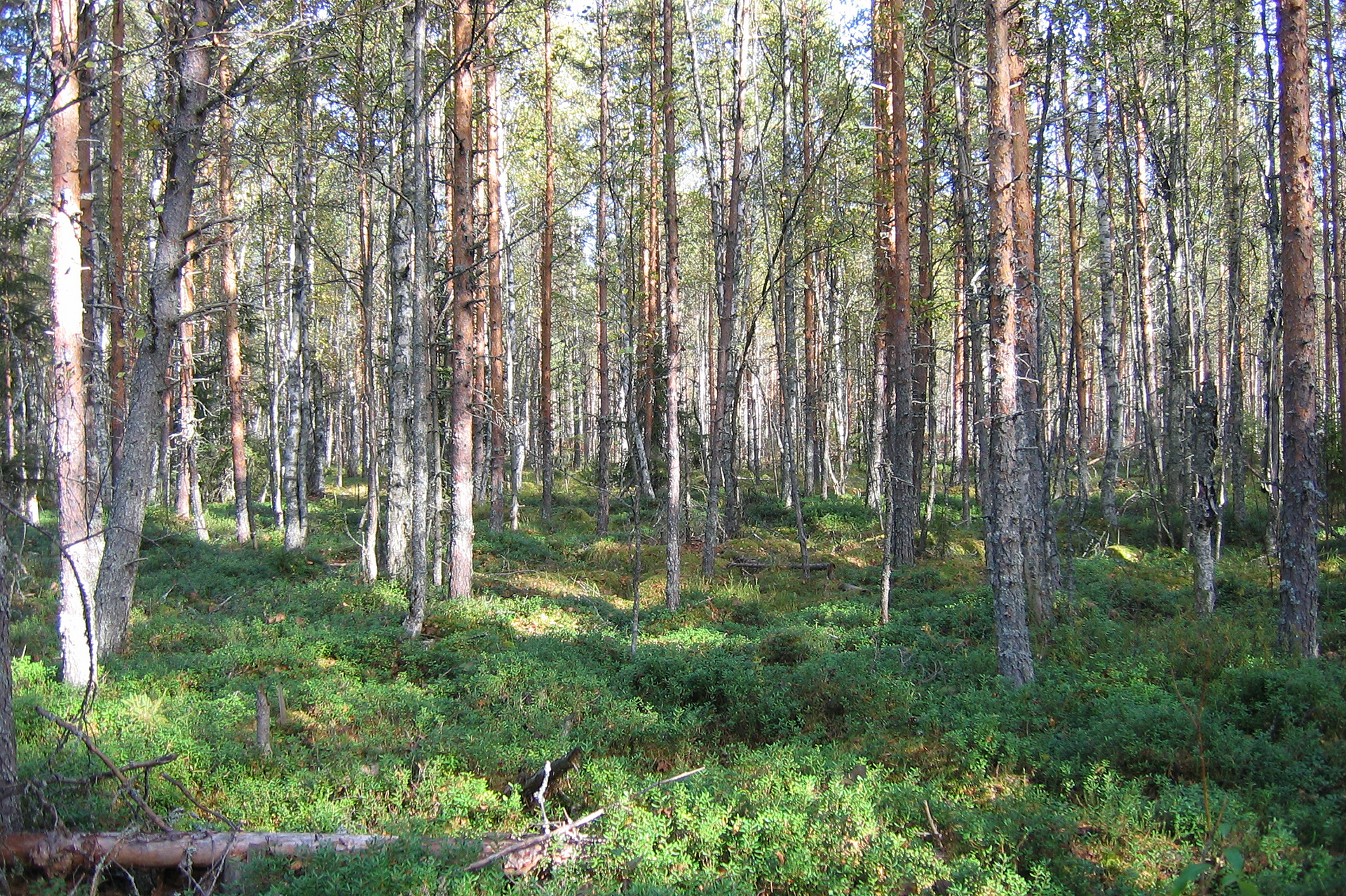 Suometsien Miljoona Ojakilometri Puskee Vesist ihin Ravinteita Ja Suometsien Miljoona Ojakilometri Puskee Vesist ihin Ravinteita Ja